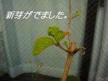 おおでまり２
