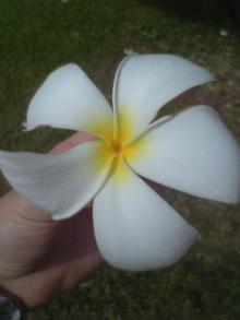 hawaian hana