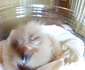 オオフクロウ