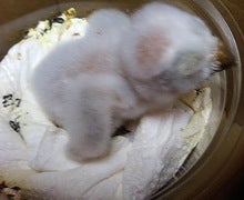 コキンメアップ