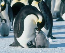 penguin