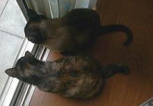 ねこず