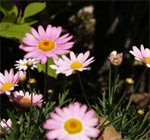 200505033