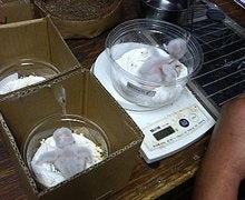 コキンメ
