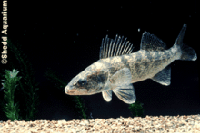 walleye