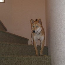 でかけるの?