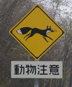 狐