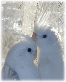 ホワイトフェイス