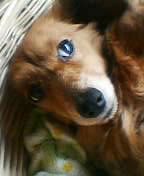 coppe1