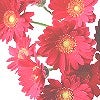 red f