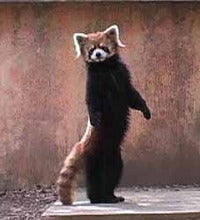 レッサーパンダ