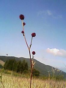 060925_0945~01.JPG