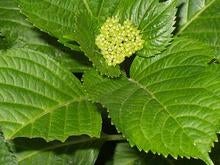 あじさい　つぼみ