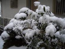 庭の雪