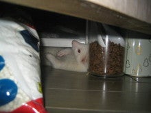 20apr05 隠れ家②