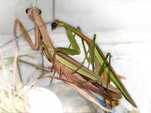 カマキリ交尾中