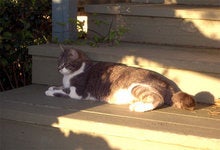階段猫２