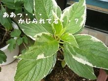 あじさい