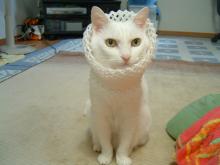 ゆきちゃんプライスレス