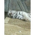 ホワイトタイガー