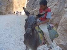 ペトラのこどもとロバ