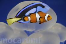 mocanimo
