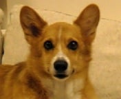coha