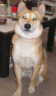 おりこうさん？