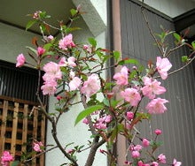 かいどう
