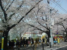 sakura2