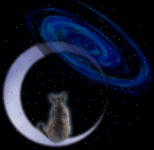 月猫