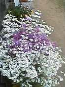 050410_1517001.jpg