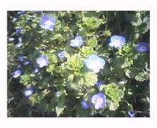 名も無き花