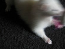 にゃんじゃらし