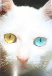 猫7