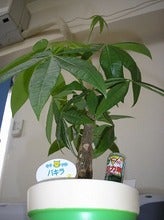 いやしいぃ～