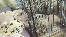 なかよし2