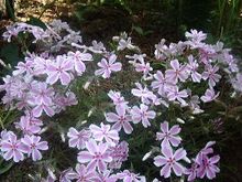 芝桜