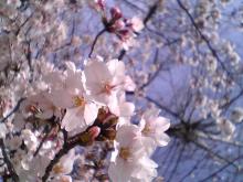 桜