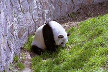 ジャイアントなパンダ