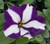 ベチュニア(ブル-&ホワイト)