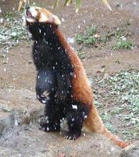 レッサーパンダ