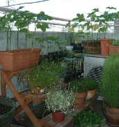 我が家のベランダ