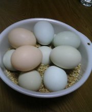 カラフルタマゴ