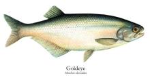 goldeye