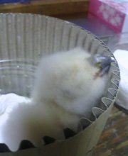 乾いたワシミミズク