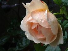 二番花