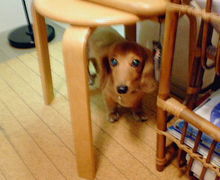 さびしいくっきー