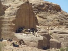 エド・ディルのヤギ