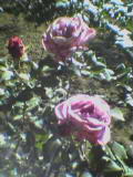 Rose1